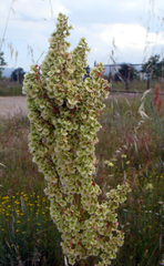 Rumex thyrsoides