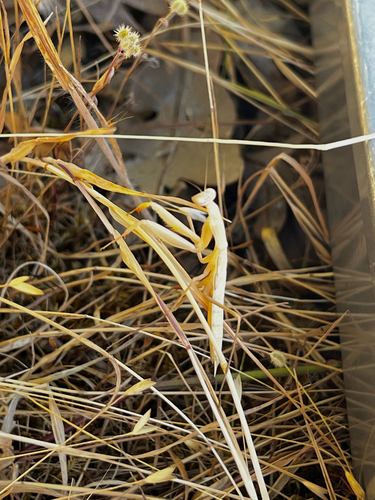 iNaturalist observation photo of European Mantis
