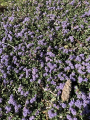 Ceanothus pumilus