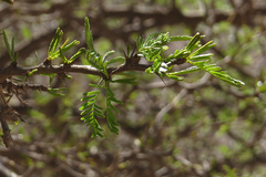 Prosopis ferox