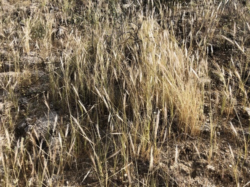 iNaturalist observation photo of cape ricegrass