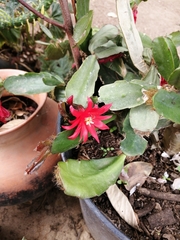 Rhipsalidopsis gaertneri