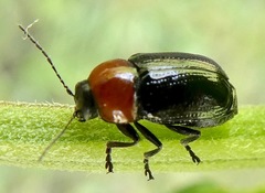 Cryptocephalus sanguinicollis