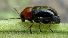 Cryptocephalus sanguinicollis