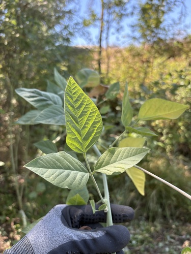 Hoita macrostachya, photograph 2