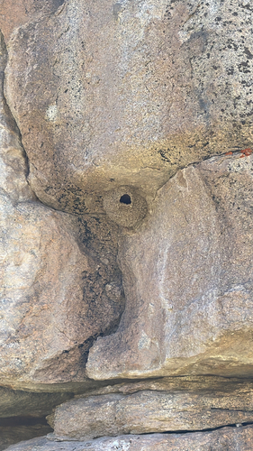 iNaturalist observation photo of Cliff Swallow