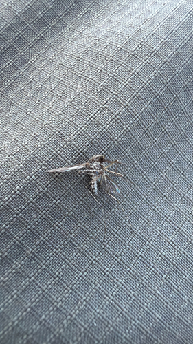 iNaturalist observation photo of Mosquitoes