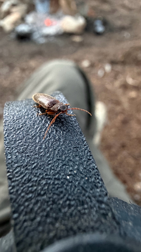 iNaturalist observation photo of Click Beetles