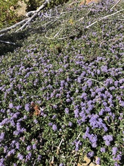 Ceanothus pumilus