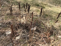 Onocleaceae