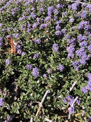 Ceanothus pumilus
