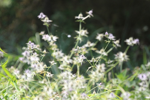 Eryngium hookeri, photograph 2