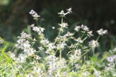 Eryngium hookeri, photograph (c) ashleyrsteel, some rights reserved (CC BY)