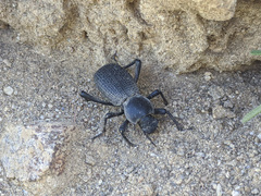 Cryptoglossa muricata