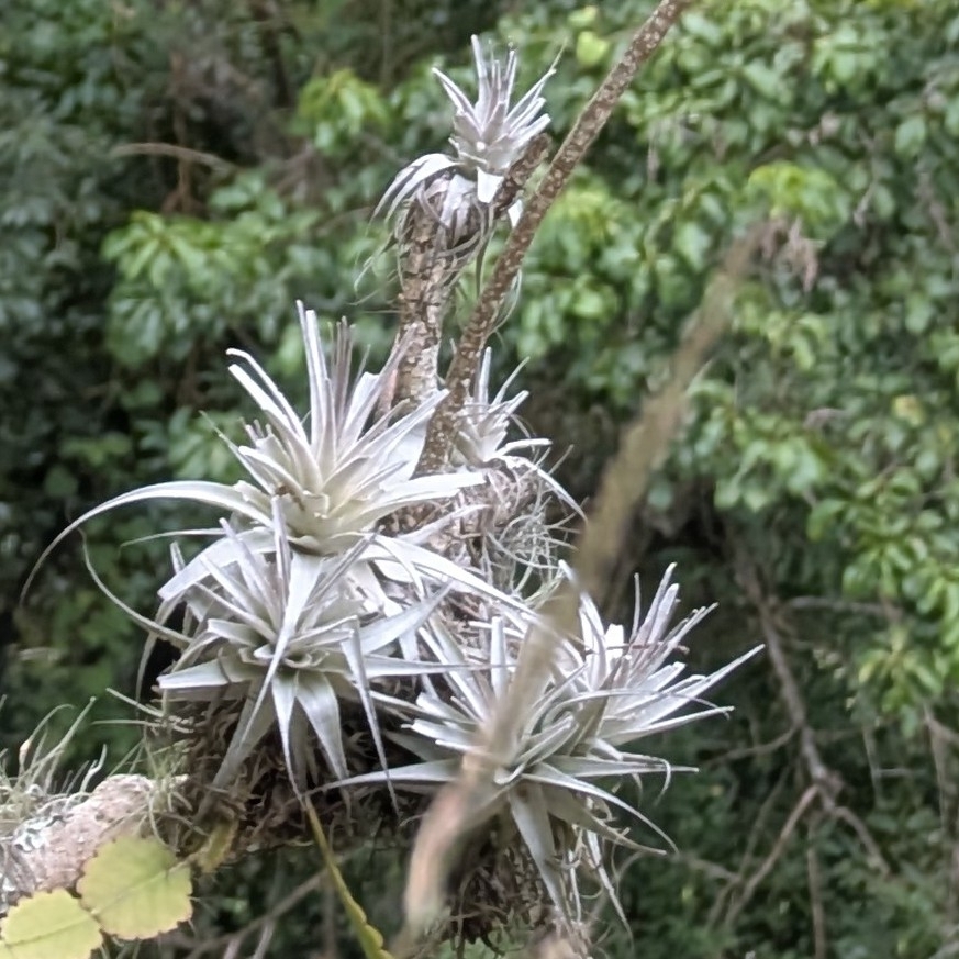 Tillandsia gardneri; photograph (c) Josh Baryia, some rights reserved (CC BY)