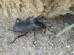 Cryptoglossa muricata