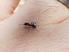 Liometopum occidentale