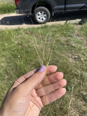 (c) Rose Zappa, some rights reserved (CC BY) Hesperostipa comata, photograph (c) Rose Zappa, some rights reserved (CC BY)