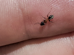 Liometopum occidentale