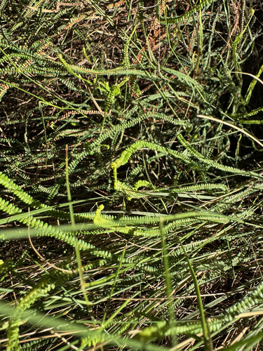 Pteris platyzomopsis, 2026-06-23