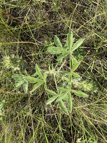 Pediomelum esculentum, photograph 1