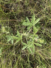 Pediomelum esculentum