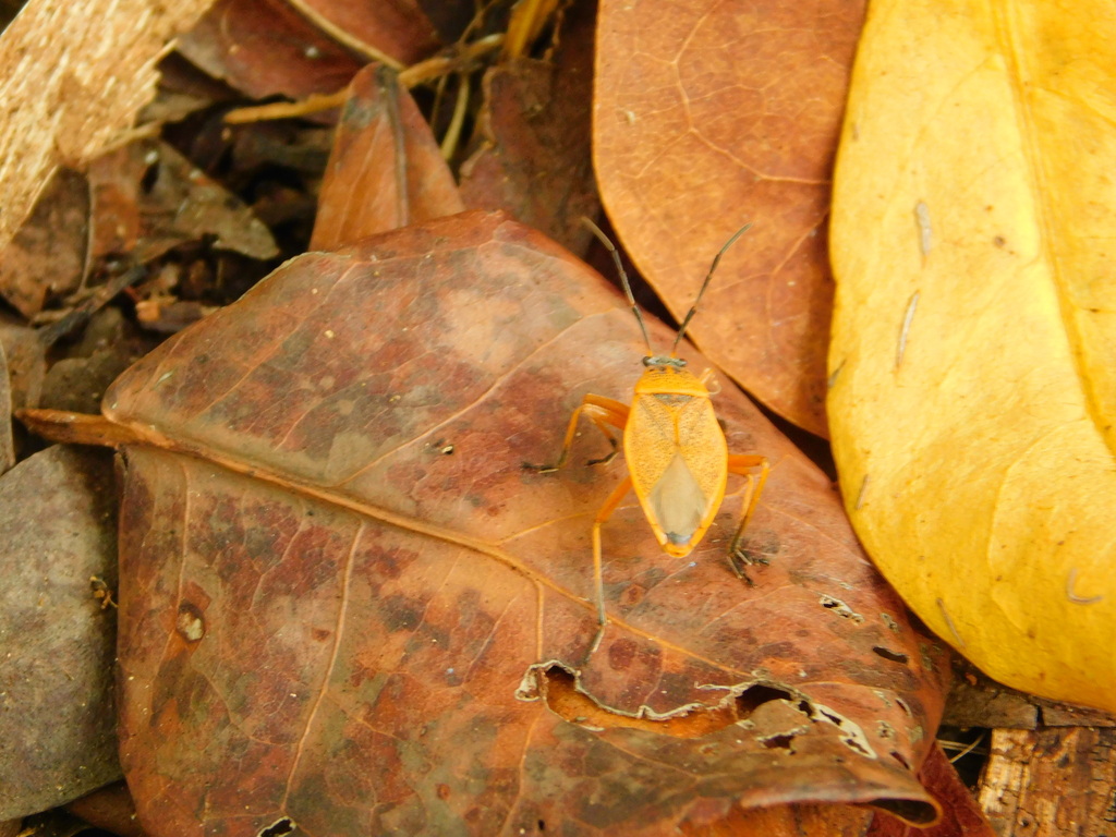 Largus davisi