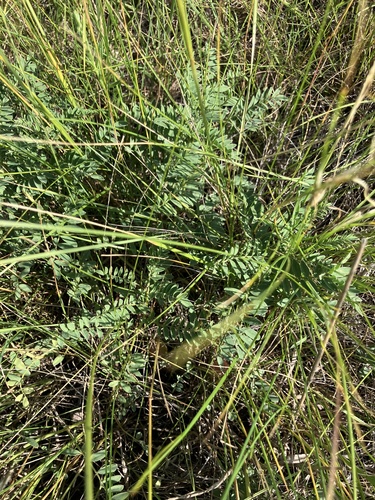Astragalus crassicarpus, photograph 4