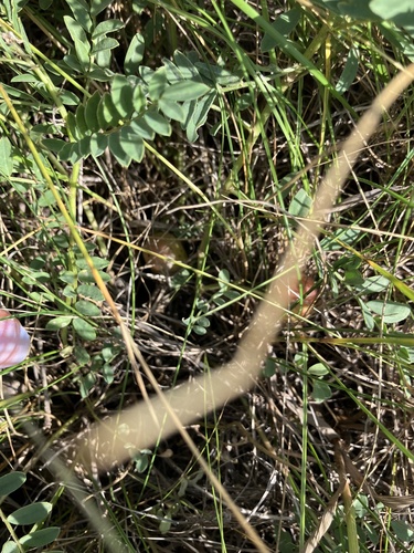 Astragalus crassicarpus, photograph 5