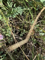 Astragalus crassicarpus, photograph (c) Rose Zappa, some rights reserved (CC BY)