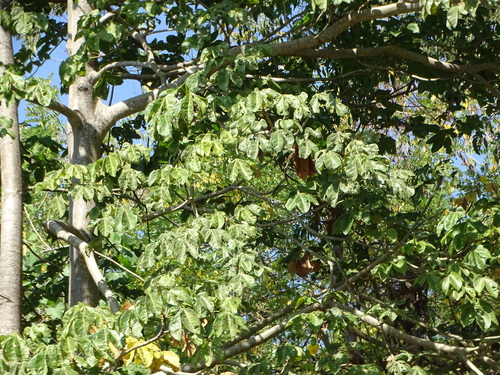 Sterculia apetala, photograph 2