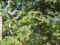 (c) Alexis López Hernández, some rights reserved (CC BY) Sterculia apetala, photograph (c) Alexis López Hernández, some rights reserved (CC BY)