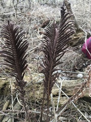 Onocleaceae