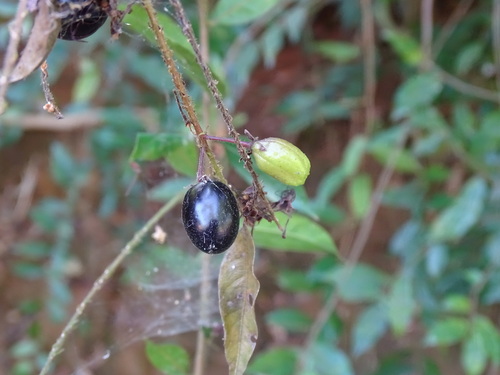 Hirtella racemosa, photograph 4