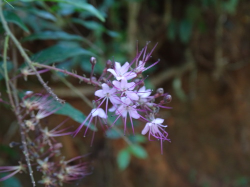 Hirtella racemosa, photograph 3