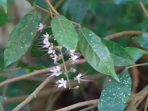 Hirtella racemosa, photograph 5
