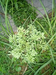 Leucospora multifida