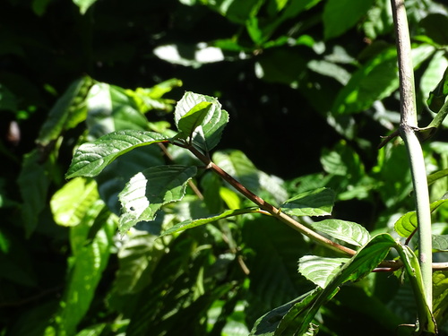 Drymonia serrulata, photograph 3