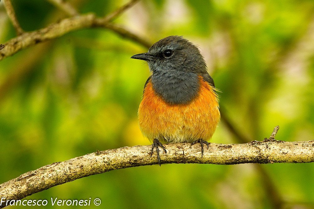 Little Rock Thrush