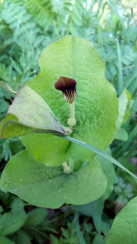 Smearwort