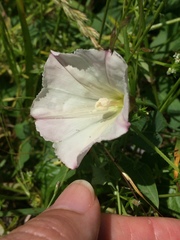 Calystegia subacaulis