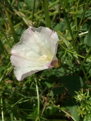 Calystegia subacaulis