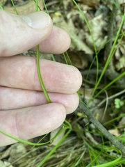 Carex radiata