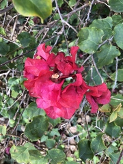 Bougainvillea