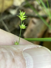 Carex radiata