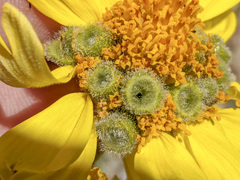 Encelia actoni