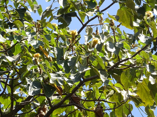 Ochroma pyramidale, photograph 4