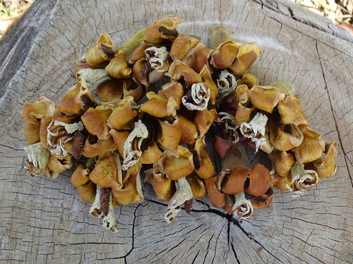 Ochroma pyramidale, photograph 5