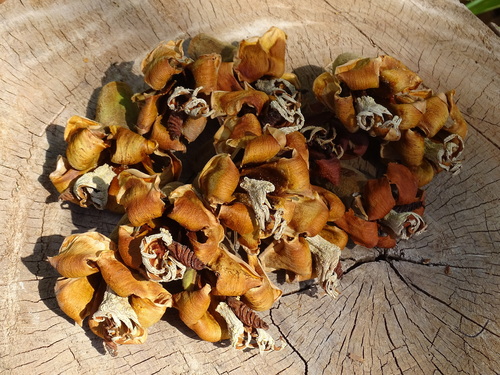 Ochroma pyramidale, photograph 6