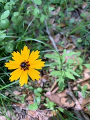 Coreopsis basalis